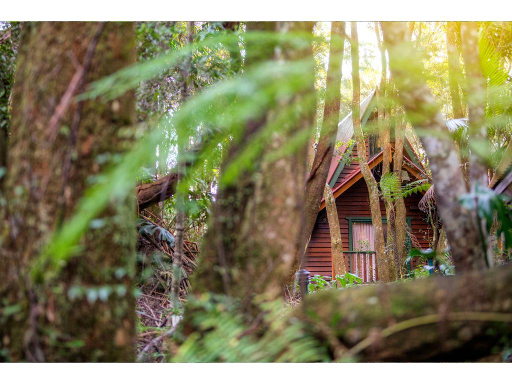 The Mouses House Rainforest Retreat Springbrook Extérieur photo